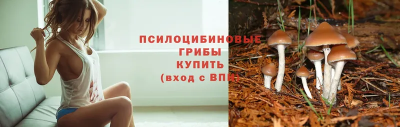 Псилоцибиновые грибы Psilocybe  blacksprut ССЫЛКА  Анжеро-Судженск 